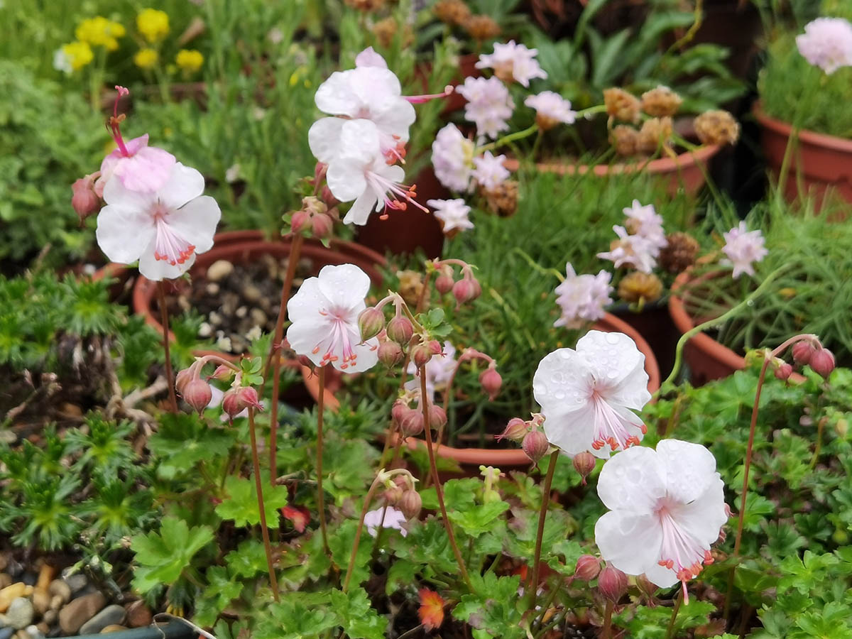 Geranium x cantabrigiense 'Biokovo' 3